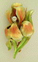 art-nouveau-iris-brooch-1.gif